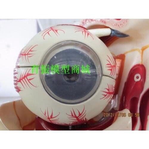 Detachable part of the eye 10 parts model the eye and optic nerve model Eye model eye and orbit enlarged model free shipping