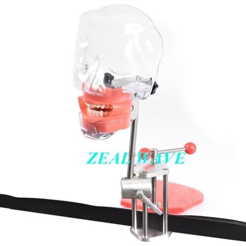 Dental Head Model Dental Teaching Model Dental Instrument Material Dental Consumables Preparation Practice