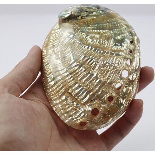 2pcs natural abalone shell eashells Home Aquarium Landscape DIY Nautical Decor Soap Holder Craft Collectable Jewelry Holder