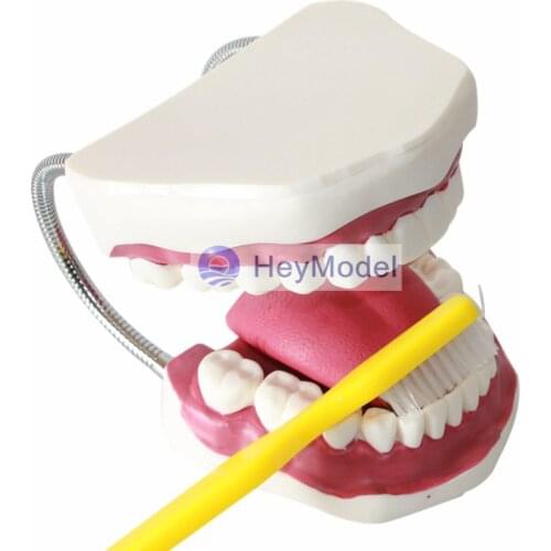HeyModel 6 times Enlargement of Dental Care Teaching Demo Model