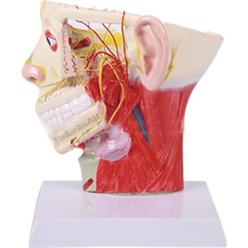 Head-face nerve model for teaching of human anatomy medicine head-face neurovascular anatomy model