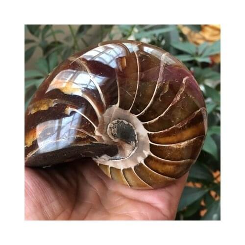 Rare Gorgeous Jade Ammonite Fossil Specimen Shell Healing, Madagascar