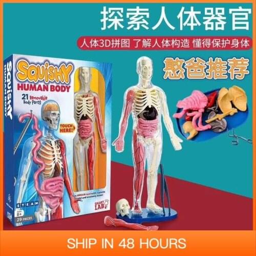 Human Body Anatomical Toy DIY Model Skeleton Children Gift Educational STEM Soft Material Detachable
