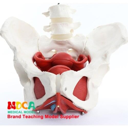 Female pelvic reproductive organ model pelvic structure pelvic floor muscle rehabilitation medical teaching MGP001