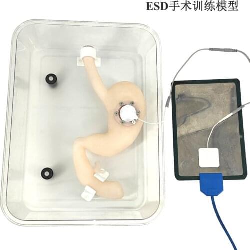 Gastroscopy training ESD surgery model Endoscopic submucosal dissection model