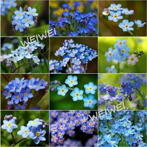 Plant 5D Diamond Painting Full Drill Forget-Me-Not Blue Flower Round Diamond Mosaic Pattern Diy Handmade Diamond Embroidery