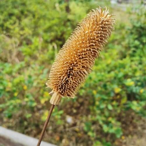 2pcs,Nature Dried Flower Teasel Bunch,DIY Real Eternal Rose Life,Wedding home Decoration accessories,Display flower bouquet