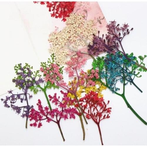 120pcs Dried Flower Preserved adnate elder herb For Epoxy Resin Jewelry Making Postcard Frame Phone Case Craft DIY
