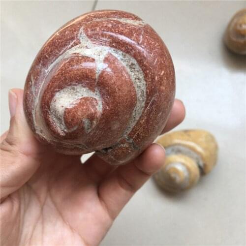 1pcs rare natural trochid conch fossil natural stones and minerals shell as collection for home decoration