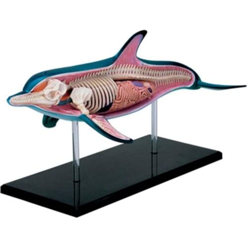 4D Dolphin Anatomical Model Children Animals Puzzle Assembly Toys Marine Organism Dolphin Organ Skeleton Anatomy Assembled Model
