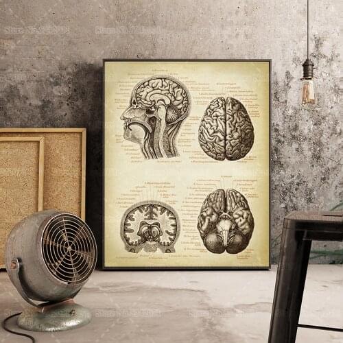 Human Brain Anatomy Illustration Vintage Poster Medical Neurology Science Education Canvas Painting Wall Art Decor Doctor Gift