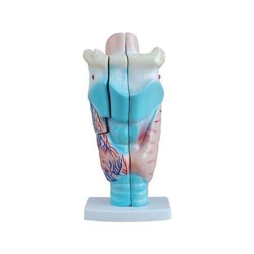 Anatomic model of larynx Model of respiratory and articulatory organs Teaching Intuitive props 11.5*11*24CM free shipping
