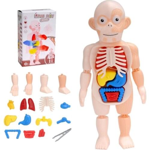 1Set Interactive ABS 3D Anatomy Game Puzzle with Anatomy Organ Blocks Toy Stacking Block Jigsaw Set Educational Supplies
