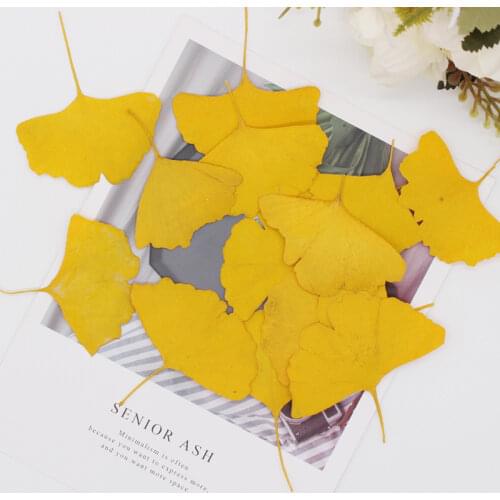 60pcs Pressed Dried Yellow/Green Ginkgo Biloba Maidenhair Leaf Plants Herbarium For Jewelry Bookmark Phone Case Postcard Craft