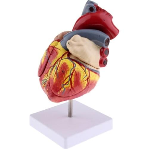 Teaching Auxiliary Human Heart Anatomy Biology Lab Study Model