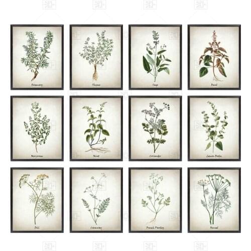 Herb Canvas Art Painting Vintage Herbal Illustrations Posters And Prints Culinary Herbs Botanical Kitchen Wall Art Picture Decor