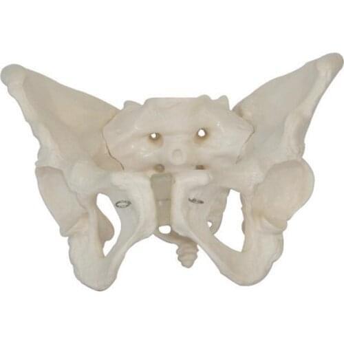Life Size Female Pelvis Skeleton Model human Pelvi anatomical anatomy skeletal models medical equipment medical instruments