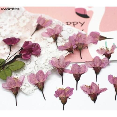 120pcs Pressed Dried Cherry Sakura Flower Plants Herbarium For Resin Jewelry Making Postcard Frame Phone Case Craft DIY