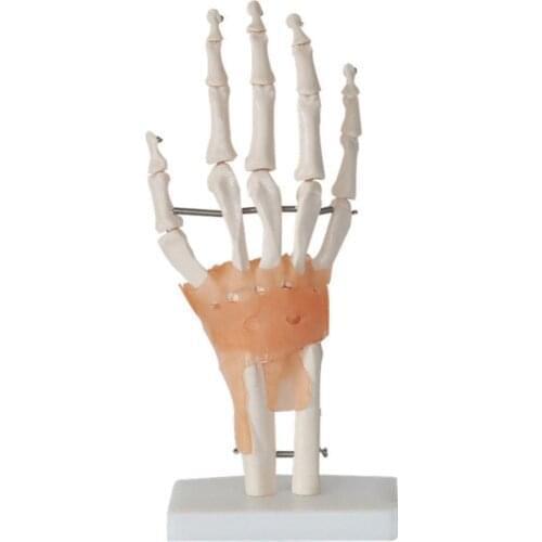Human hand model hand skeleton model with ligament Medical Science teaching supplies