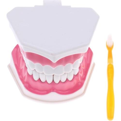 2X Large Human Teeth Model with Toothbrush Teeth Teaching Tools