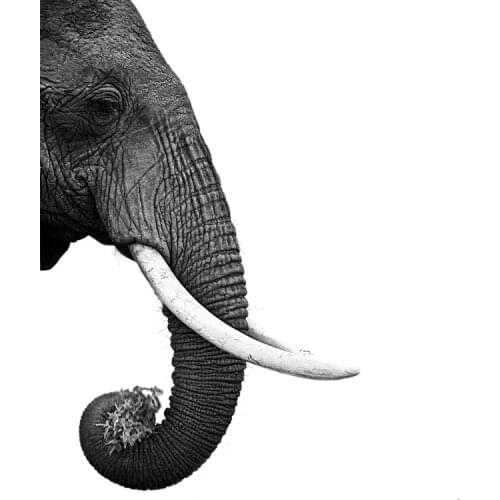 Giant black and white pictures posters unframed canvas painting elephant trunks details animal art modern home decorative art