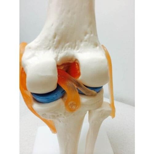 Human knee skeleton model functional knee joint model ligament movable life size