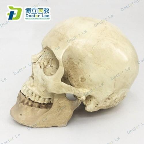 3 Parts Human Skull Model Life Size Resin Skull for Art Teaching