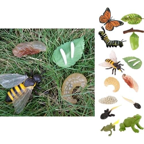 Early Education Kids Insects Growth Cycle Figures Toy Teaching Aids Gifts
