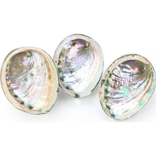 9-10cm Natural Abalone Shell Home Aquarium Landscape Seashells DIY Nautical Decor Soap Holder Craft Collectable Jewelry Holder