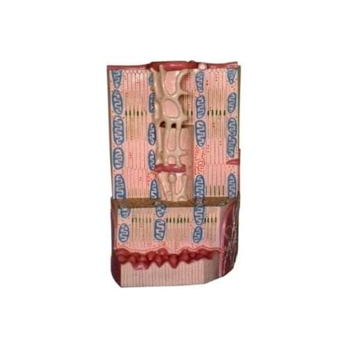 Human muscle tissue model Myocardial anatomy Myocardial ultrastructure model 27*22*37cm free shipping