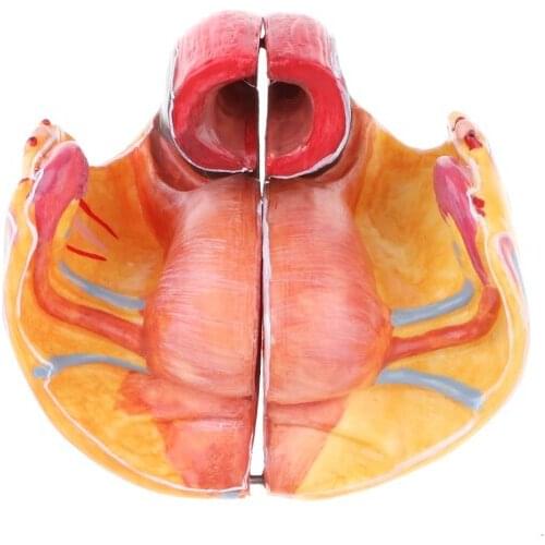 Anatomical Female Pelvis Model with Floor Muscles, Vessels, Blood Nerves, for Classroom Study, Lab Supplies