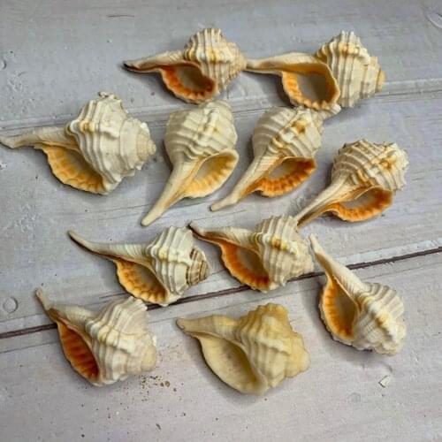 White Elephant Nose French Conch Hermit Crab Replacement Shell