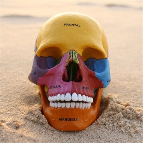 Color Skull Bone 4d Puzzle Assembling Toy Human Body Organ Anatomical Model Medical Teaching