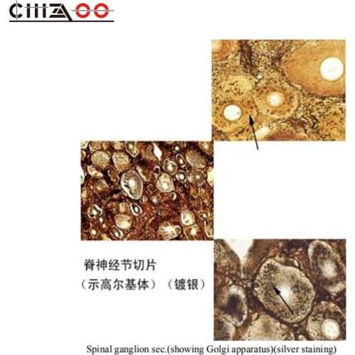 Cell Biology and Genetic Human Animal Prepared Slides