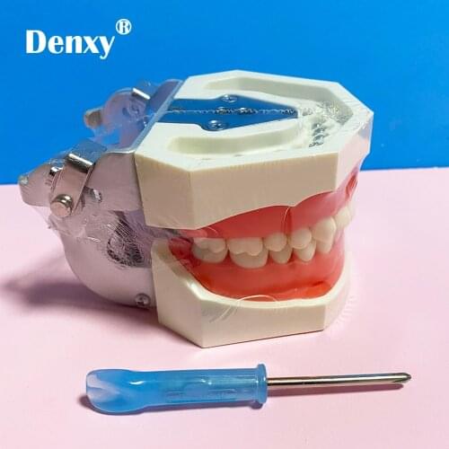Denxy Dental Model Teeth Model Soft Gum Dental Teaching Model Teeths Demonstration Removable Teeth Dental Dentist Typodont