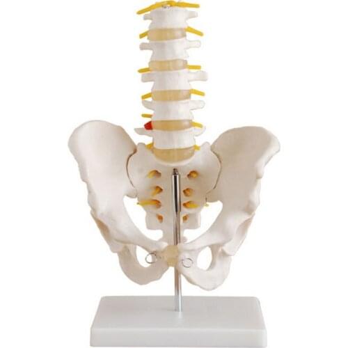 Life Size Pelvis with 5pcs Lumbar Vertebrae Model
