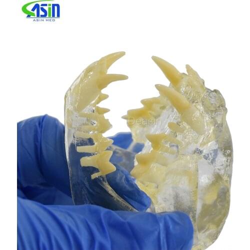 Catamount cats teeth skull jam teaching model Transparent anatomical model of Veterinary Medicine