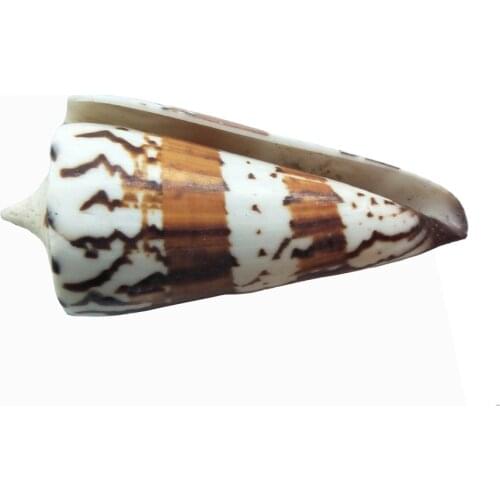 Decoration Sea Conch Sea Natural Sea Snail Decoration Aquarium DIY Famce