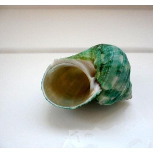 20pcs/lot sea conch natural shells Green snail green sojourner crab natural conch shell fish tank yangt