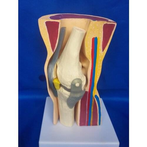 Human Knee Anatomy Bone Skeleton Medical Teaching Model Toy