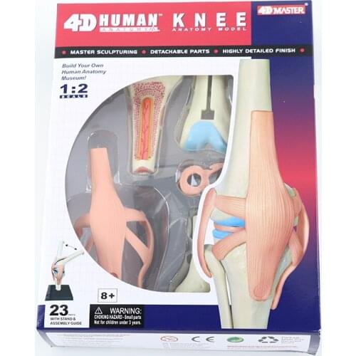 Human knee joint anatomical model 4D MASTER puzzle assembly toy medical teaching DIY science