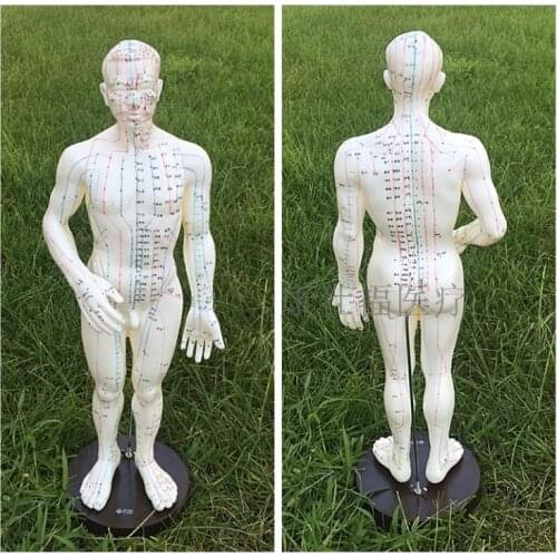 Acupuncture points human body model 50cm male or female models clear meridians human acupuncture modelSZ