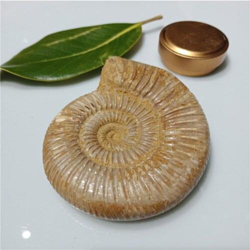 200g Natural Paleontological Fossil Ammonoid Mineral Geological Teaching Specimen Raw Rough Gemstone Decoration Free shipping