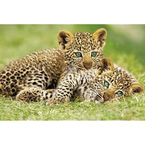 Studio B Cheetah Cubs Poster Metal Tin Signs