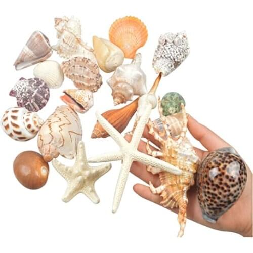 21 PCS Medium Sea Shells Mixed Ocean Beach Seashells Various Sizes Natural Colorful Seashells Starfish Perfect for Beach Theme P