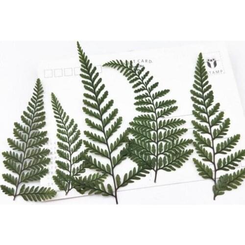 60pcs Pressed Dried Green Dauallia Bullata Fern Leaves Plant Herbarium For Jewelry Postcard Invitation Card Phone Case DIY