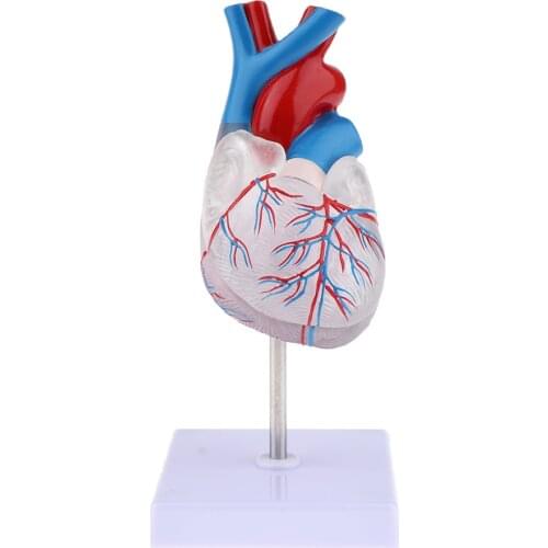 Transparent Human Heart Model Circulation System Anatomical Model Human Heart Anatomical Model Medical Teaching Aid