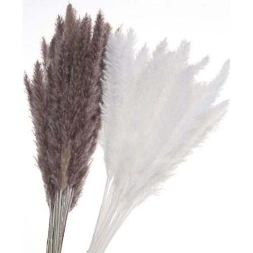 Real Natural Pampas Decoration Natural Pampas Dried Flowers For Wedding Party DIY Craft Typha Lagurus ovatus Phragmites