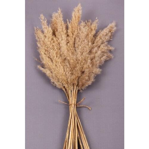Natural Dry Flower Pampas 15 Pcs 100 Cm