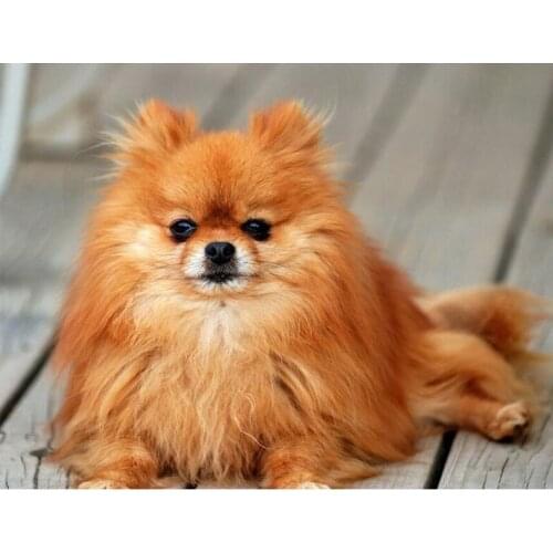 5D DIY Diamond Painting Puppies Pomeranian Full Square Drill Resin Embroidery Diamond Mosaic cross stitch home decor gift L114